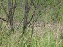 Malurus