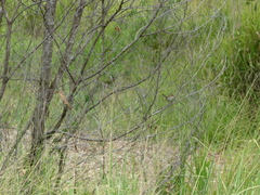 Malurus