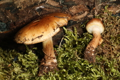 Pholiota mixta