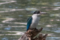 Todiramphus sordidus