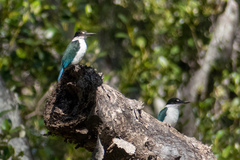 Todiramphus sordidus