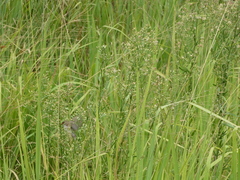Malurus