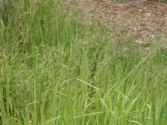 Malurus