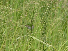 Malurus