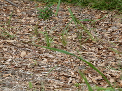Malurus