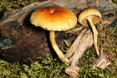 Pleuroflammula multifolia