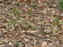 Malurus