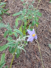 Solanum elaeagnifolium