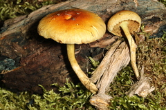 Pleuroflammula multifolia
