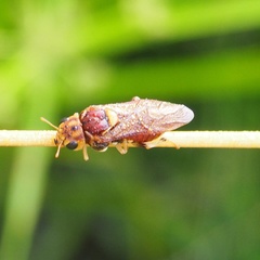 Perga affinis