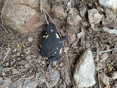 Melanophryniscus stelzneri