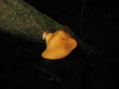 Mycobonia flava