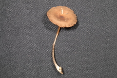 Pluteus phlebophorus