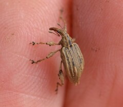 Stephanorhynchus purus