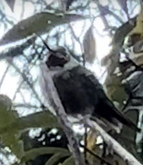 Eugenes fulgens