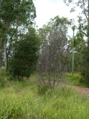 Malurus