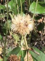 Olearia grandiflora