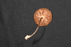 Pluteus phlebophorus