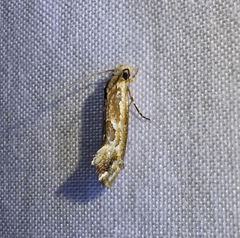 Moerarchis inconcisella