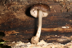 Pluteus podospileus