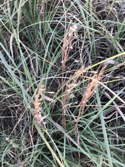 Schizachyrium littorale