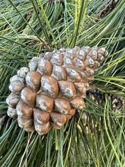 Pinus radiata
