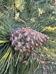 Pinus radiata