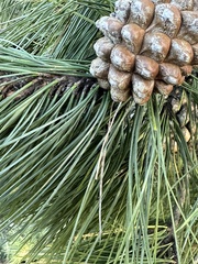 Pinus radiata