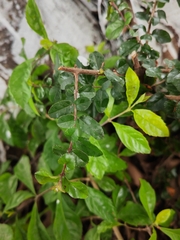 Sageretia thea