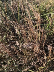 Schizachyrium littorale