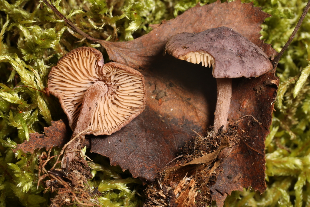 Pseudobaeospora sp. 'microspora'
