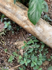 Acromyrmex octospinosus