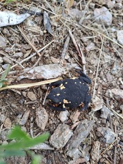 Melanophryniscus stelzneri