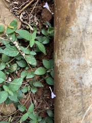 Acromyrmex octospinosus