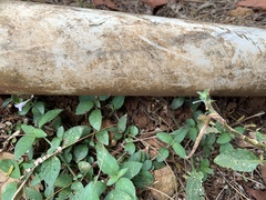 Acromyrmex octospinosus