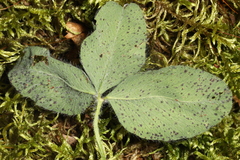 Pseudopeziza trifolii