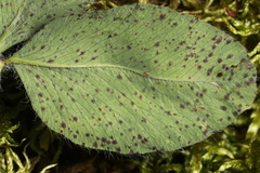 Pseudopeziza trifolii