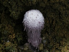Coniolepiota spongodes