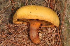 Buchwaldoboletus lignicola