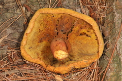 Buchwaldoboletus lignicola