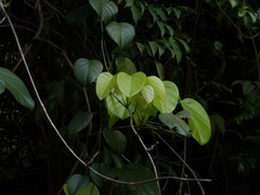 Anamirta cocculus