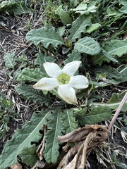 Jaborosa runcinata