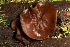 Pachyella clypeata