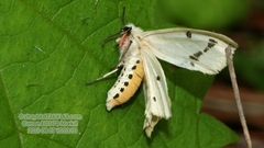 Spilosoma lutea