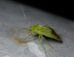 Neolygus contaminatus