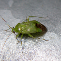 Neolygus contaminatus