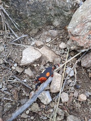 Melanophryniscus stelzneri