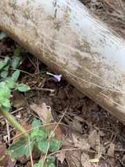 Acromyrmex octospinosus