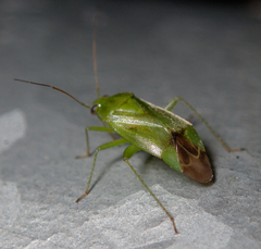 Neolygus contaminatus