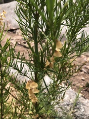 Prostanthera nivea
